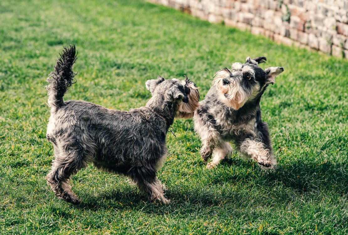 Two dogs playing in a dog-friendly garden