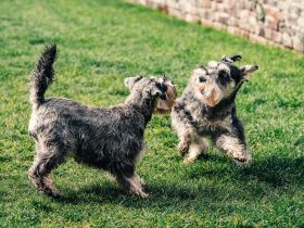 Two dogs playing in a dog-friendly garden