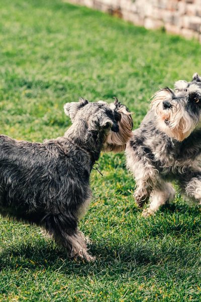 Two dogs playing in a dog-friendly garden